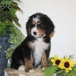 Sunshine, Bernedoodle Puppy